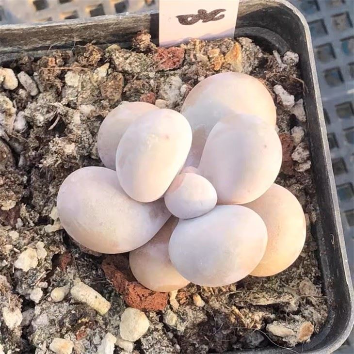 Pachyphytum Oviferum