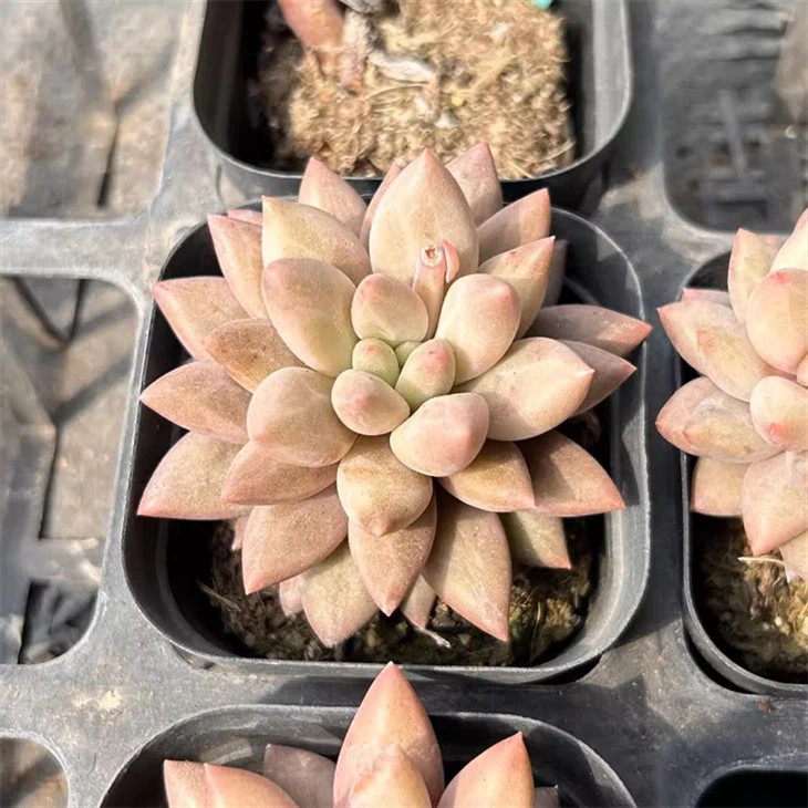 Pachyphytum Red Dragonfly
