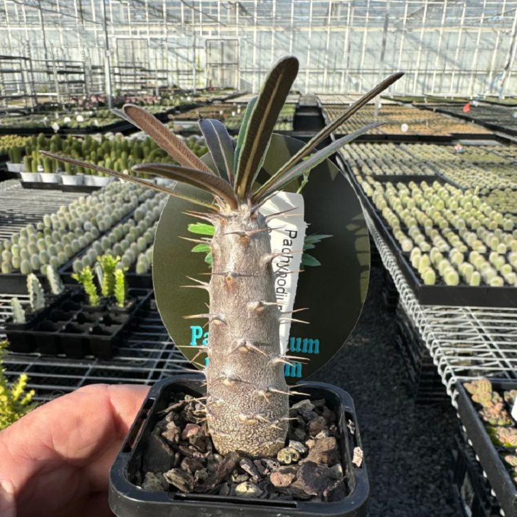 Pachypodium Rosulatum factory