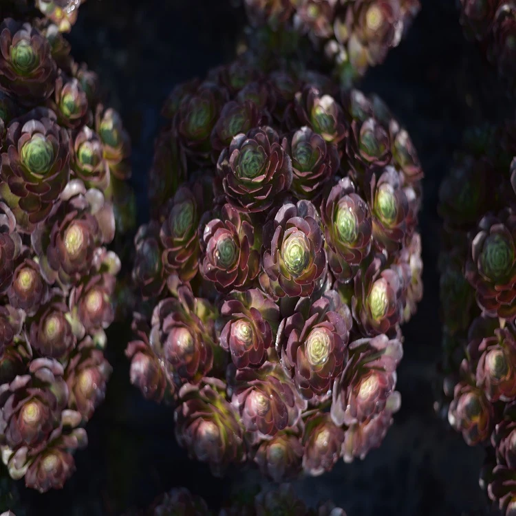 Aeonium 'Charming Golden Rose'
