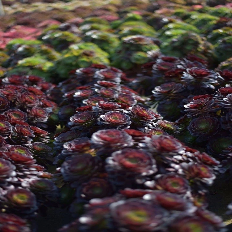 Aeonium 'Charming Golden Rose' factory