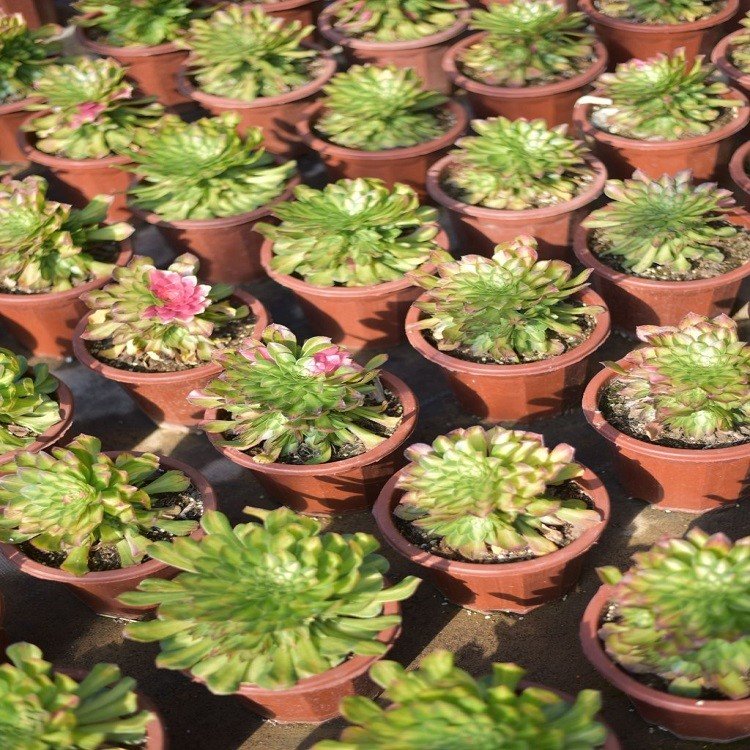 Aeonium Do You Know Single Cut best