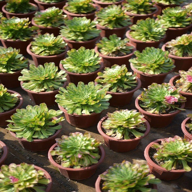 Aeonium Do You Know Single Cut factory