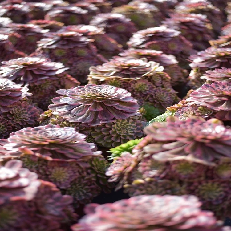Aeonium 'Pink Beauty best