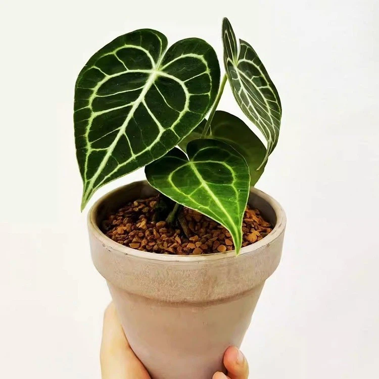 Anthurium factory