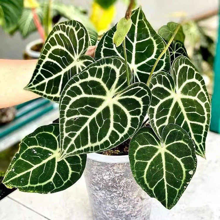 Anthurium suppliers