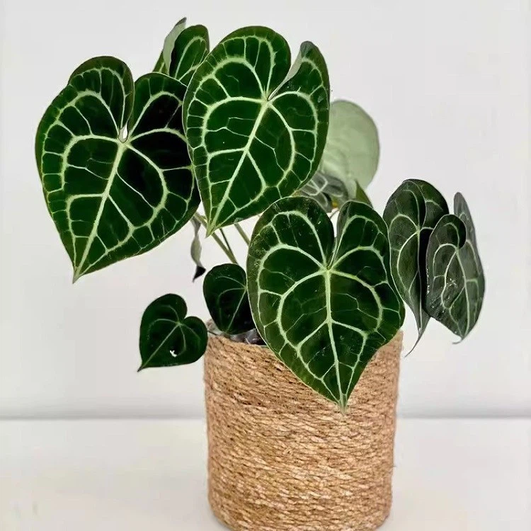 Anthurium best