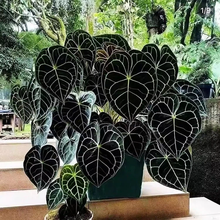 Anthurium