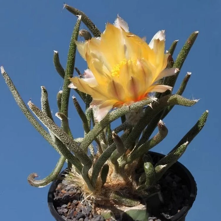 Astrophytum Caput-medusae best