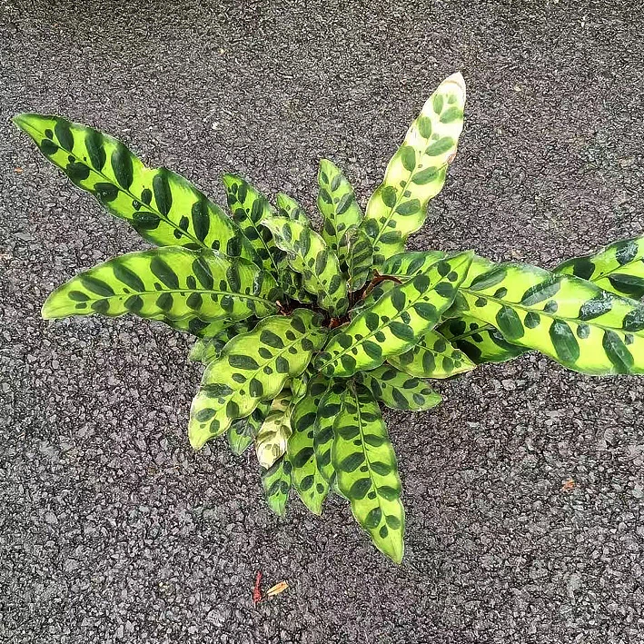 Calathea Lancifolia