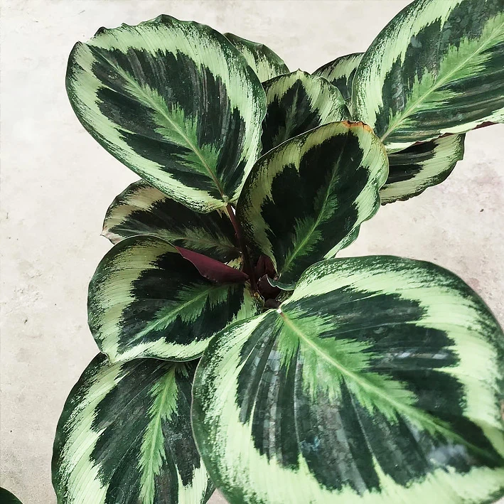 Calathea Roseopicta (Linden) Regel