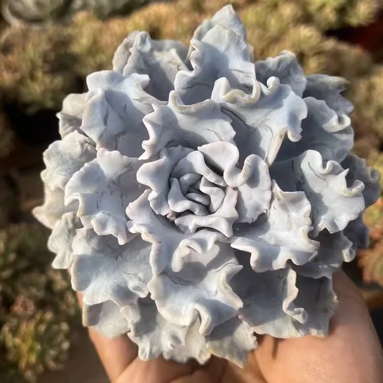 Echeveria Crispate Beauty