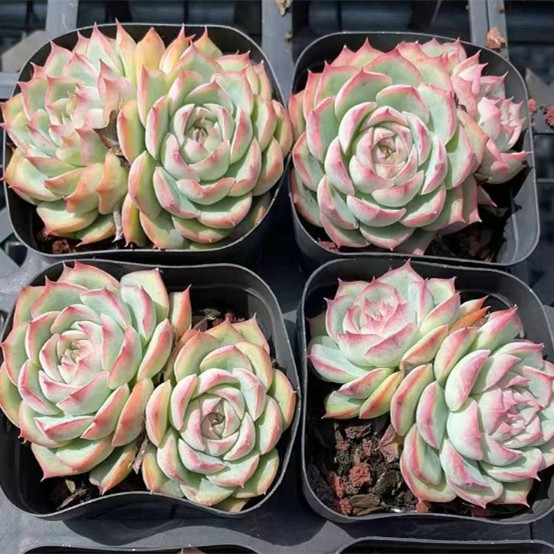 Echeveria'silhouette'