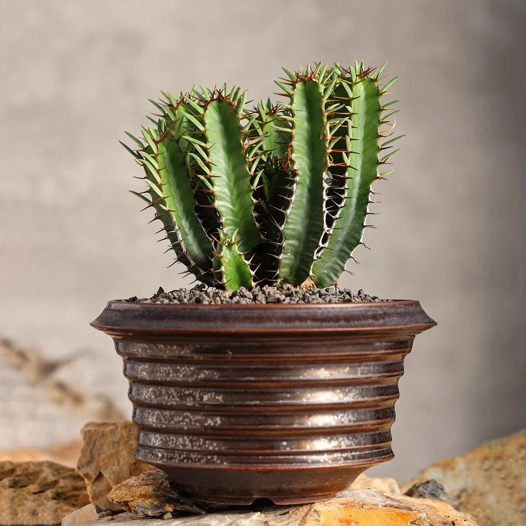 Euphorbia Mlanjeana suppliers