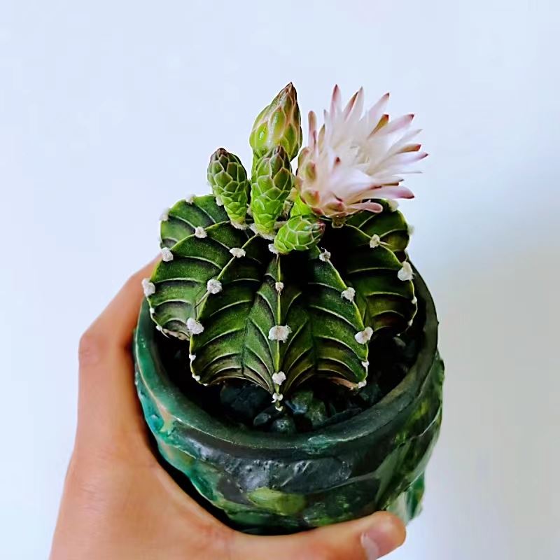 Gymnocalycium Stenopleurum