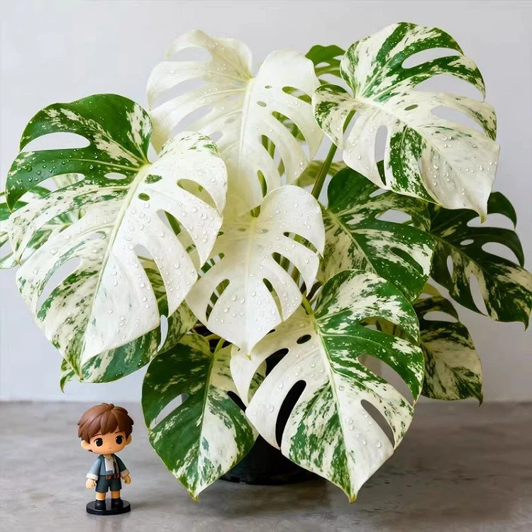 Monstera suppliers