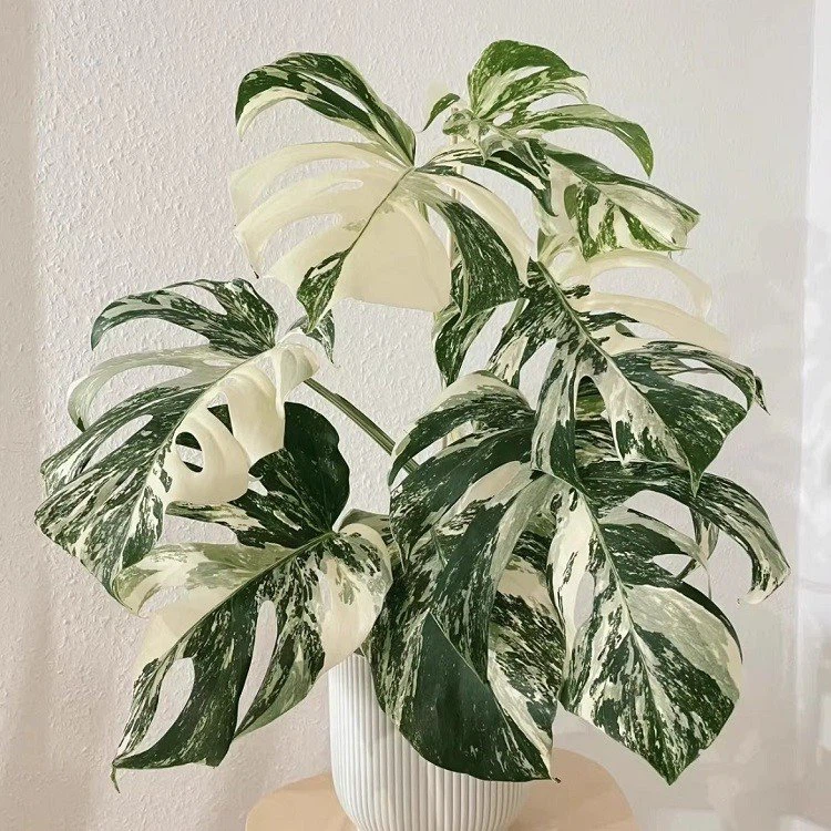 Monstera best