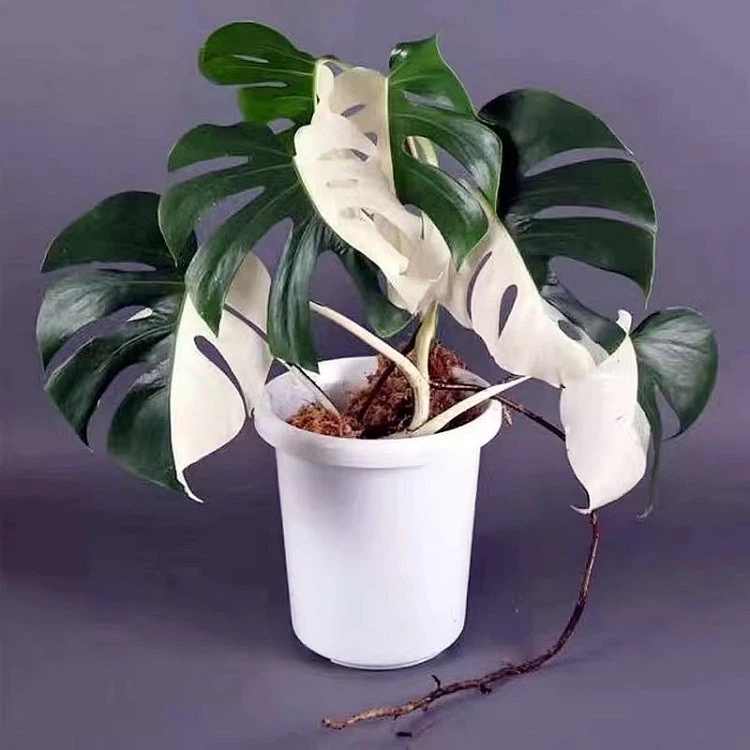 Monstera factory