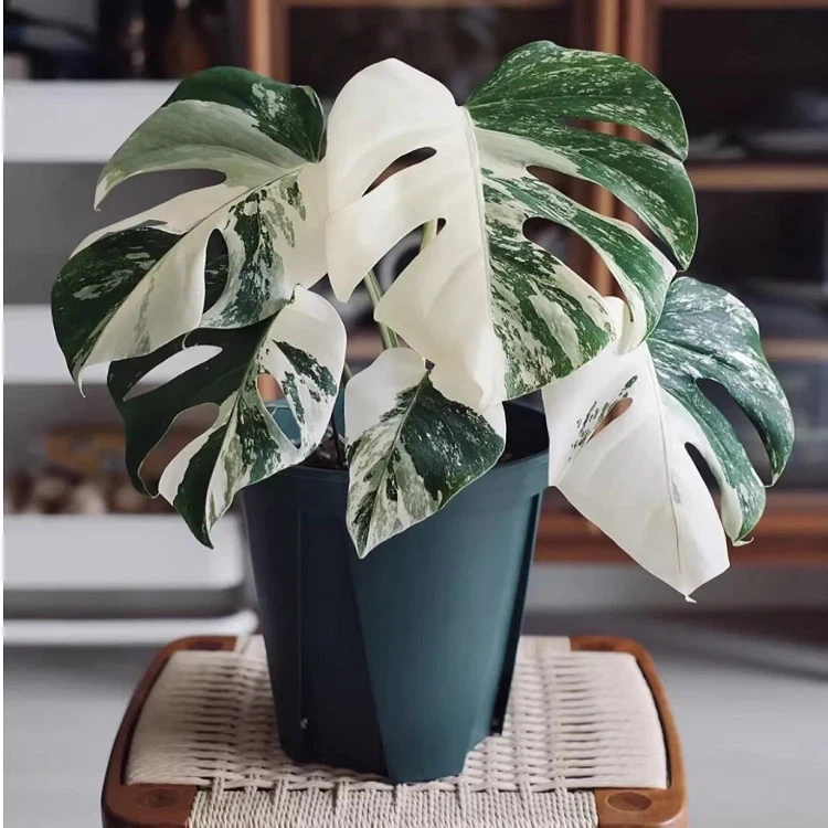 Monstera
