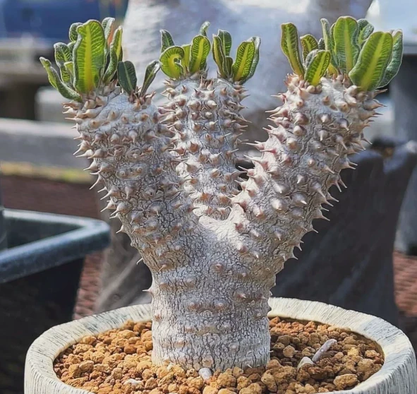 Pachypodium Densiflorum factory