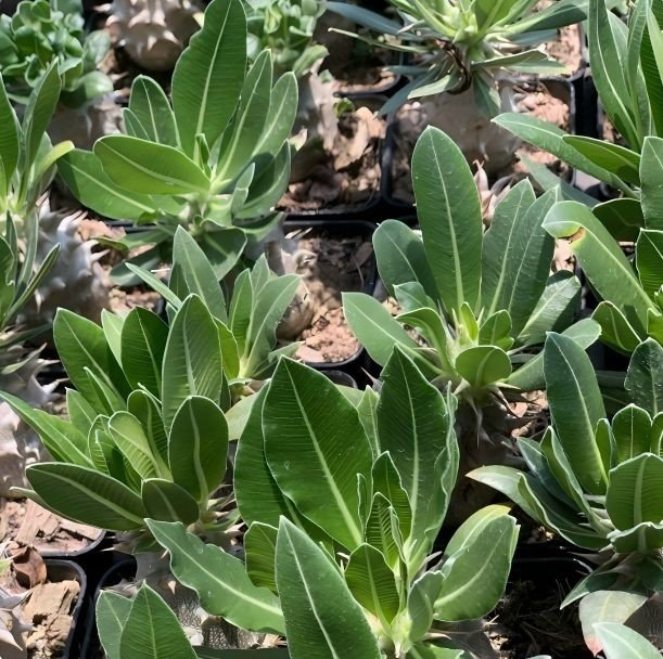 Pachypodium Densiflorum best
