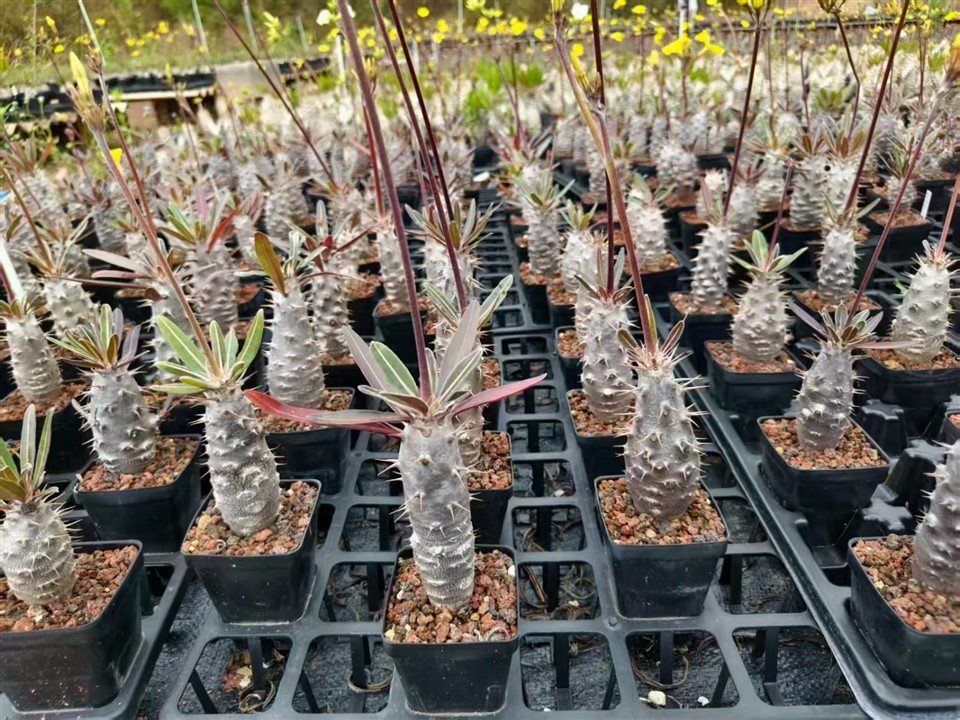 Pachypodium Rosulatum Ssp. Cactipes suppliers