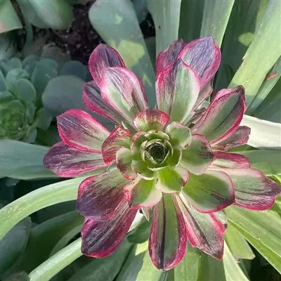 Эониум Хэллоуин пестрый светлый цвет