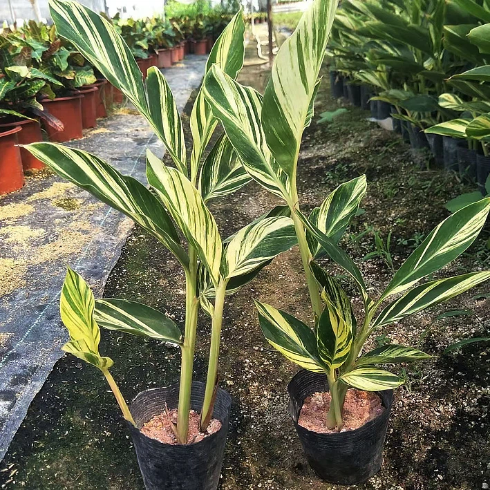 Stromanthe Sanguinea 'Triostar'
